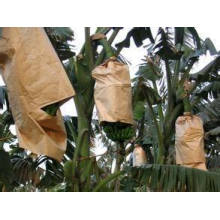 Paper Fruit Protection Bags for Wrapping Fruit and Plant to Avoid Pesticide